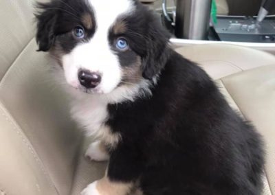 mini aussie