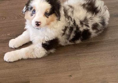 mini aussie