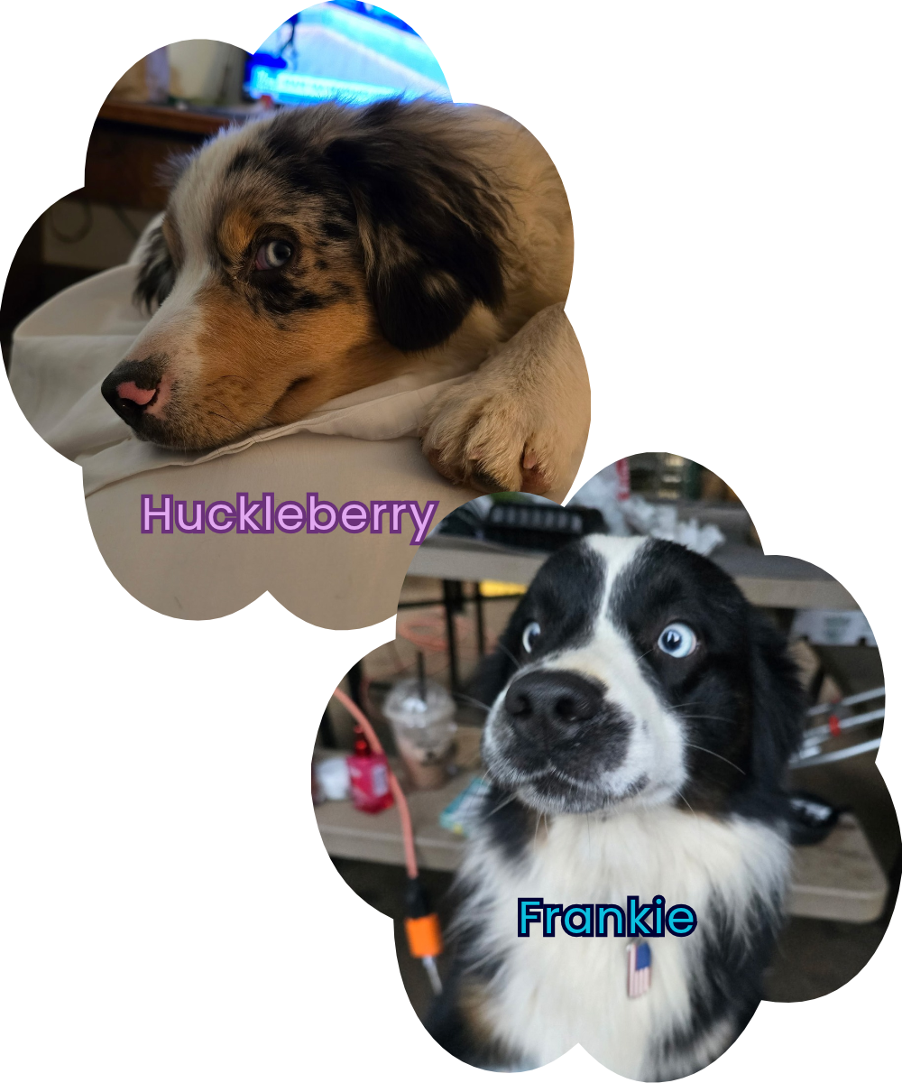 Mini Aussie dog parents, Huckleberry and Frankie from breeder Molalla Mini Aussies