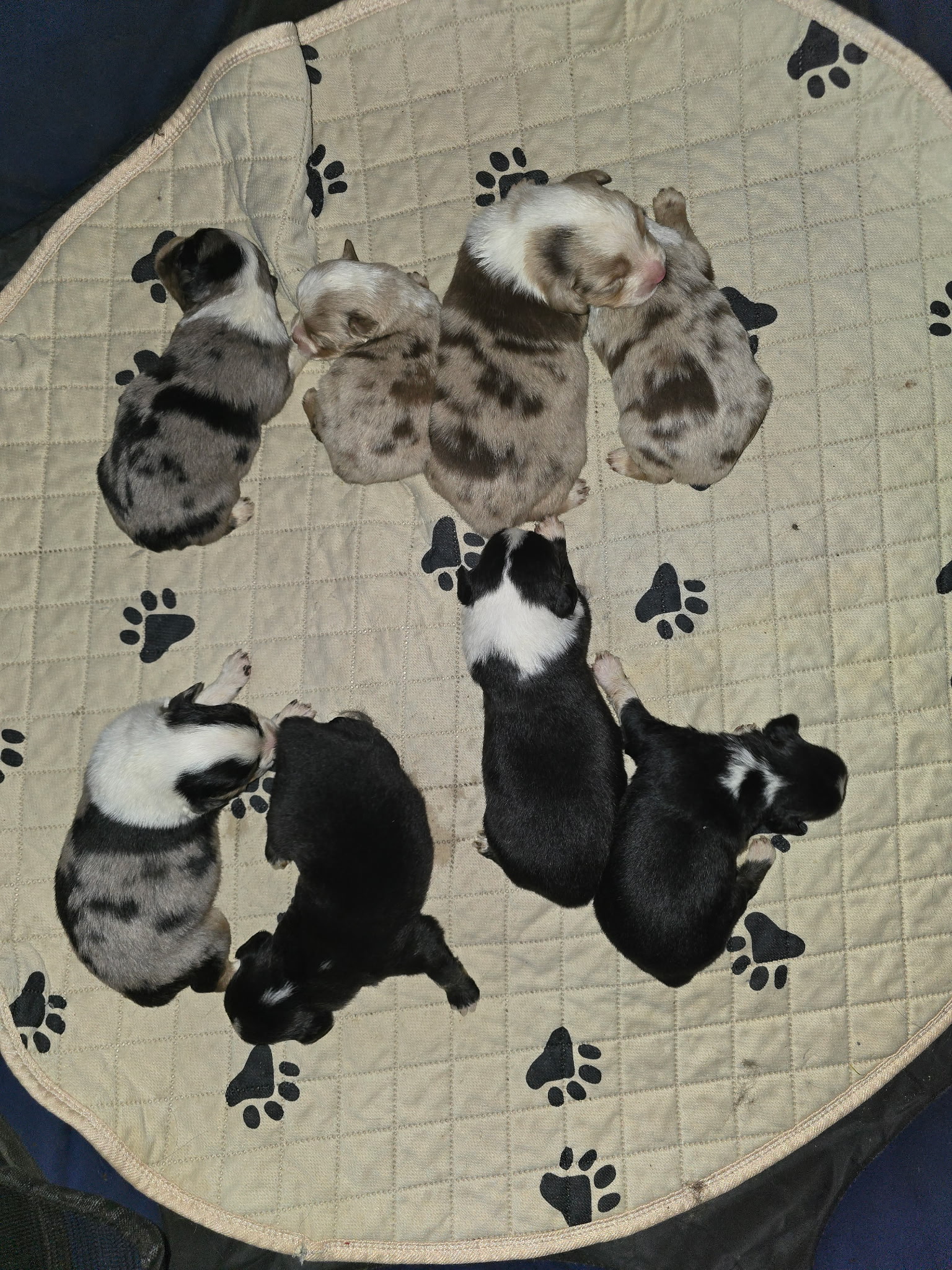 Mini Aussie litter of puppies 2026
